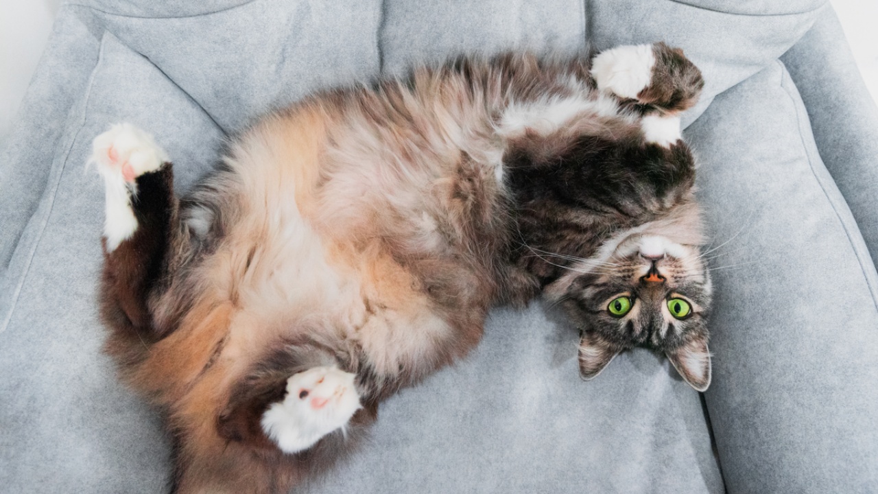 gatto a pancia in su