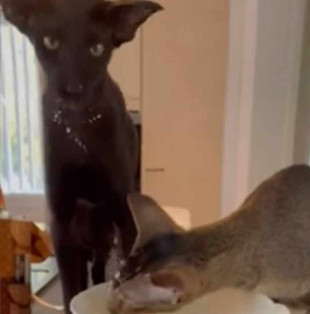 Gatti mangiano il cibo