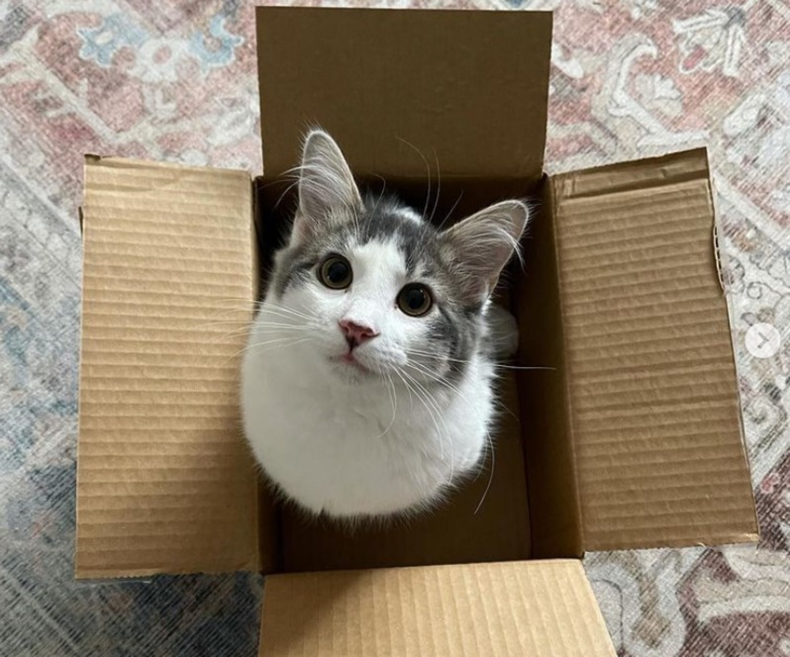 gatta e scatola