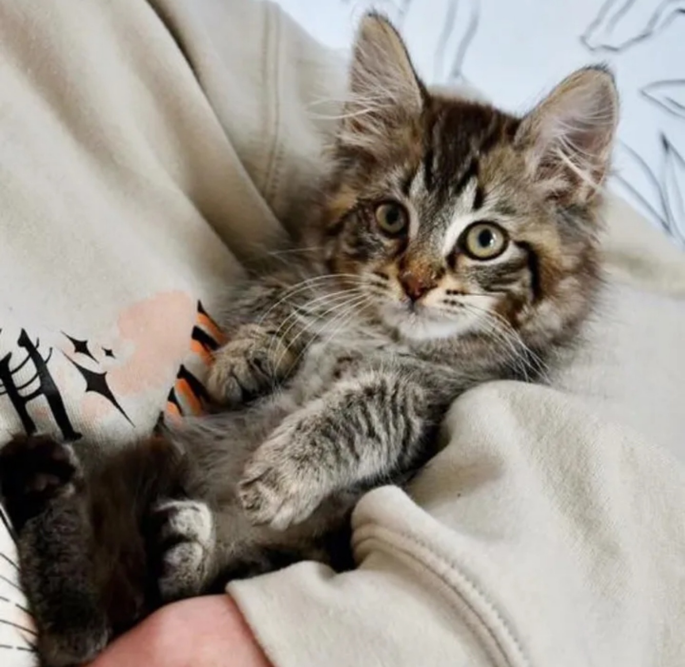 gattina in braccio