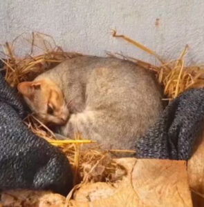 Temevano che stesse rubando le uova, invece il gattino era impegnato a fare ben altro