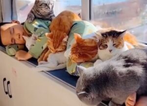 Un bambino dorme ricoperto interamente dai suoi 7 gatti (VIDEO)