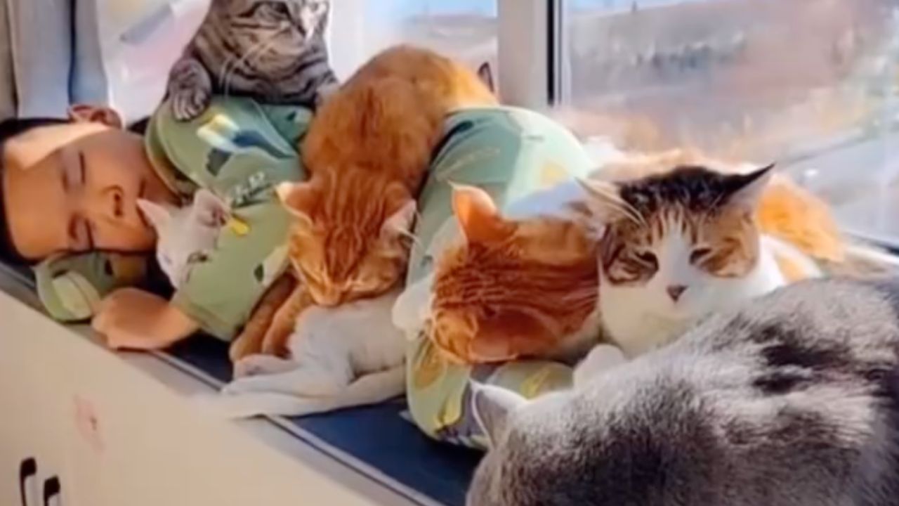 un bambino si riposa insieme ai gatti
