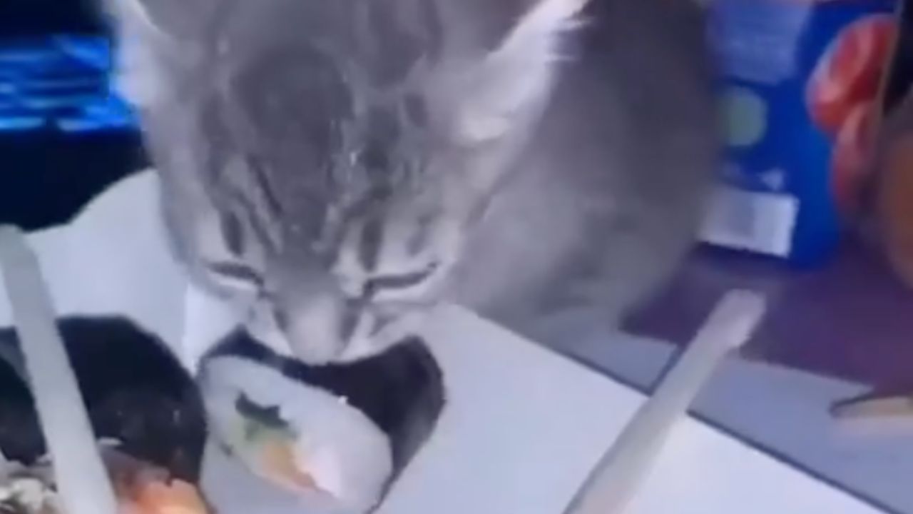 gattino prende un pezzo di sushi
