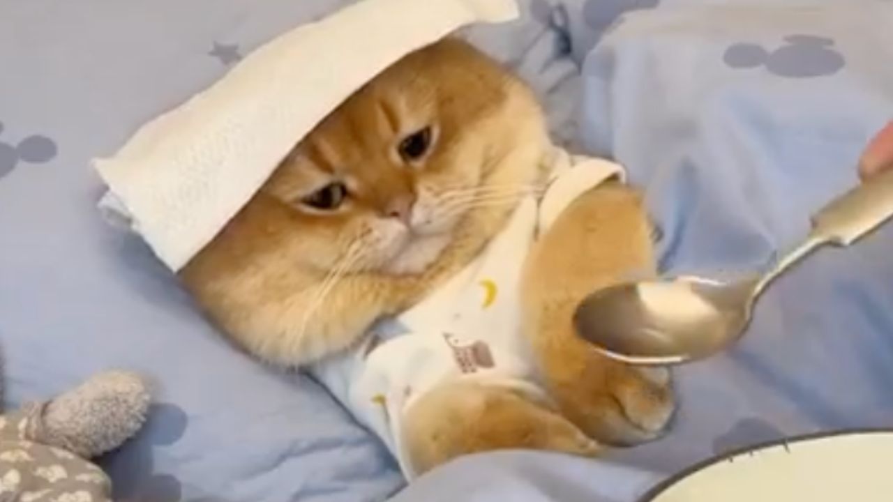 un gatto con la febbre