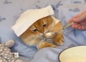Un gatto malato viene accudito dal suo proprietario che lo aiuta a mangiare il brodo (VIDEO)