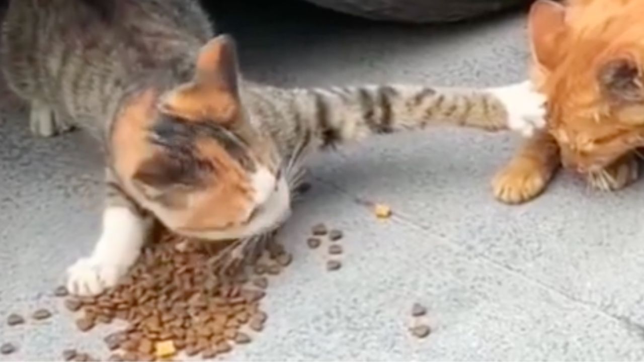 Gatto non condivide cibo
