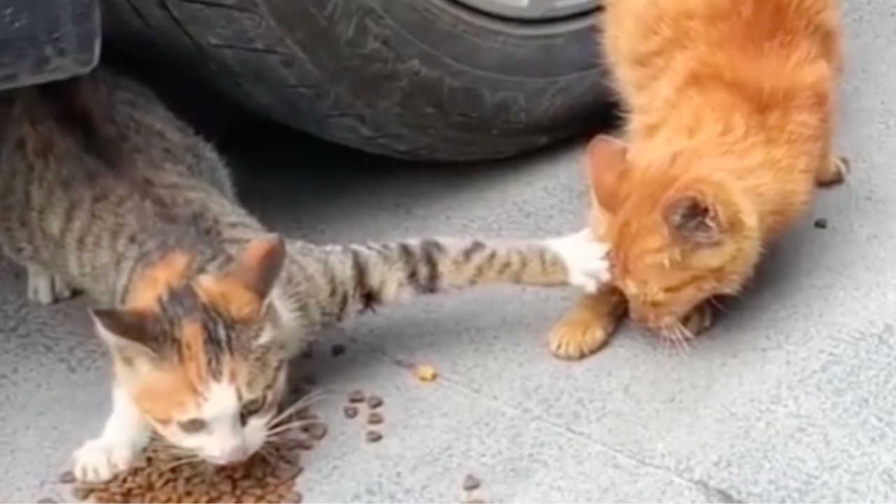 un gatto mangia velocemente 