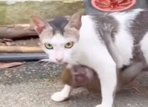 Un gatto molto amichevole porta a fare una passeggiata la sua amica scimmia (VIDEO)