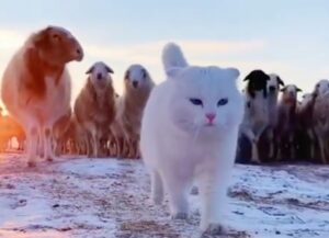 Un gatto molto coraggioso guida un gregge di pecore al pascolo (VIDEO)