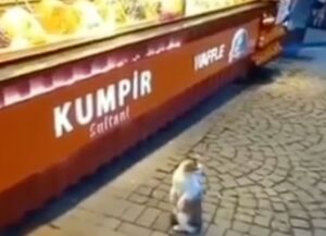 Un gatto randagio dato che ha molta fame si avvicina ad un chiosco per ordinare un pò di cibo (VIDEO)