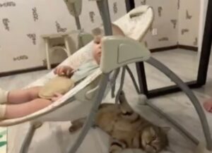 Un gatto tuttofare si riposa e allo stesso tempo culla il suo amico umano (VIDEO)