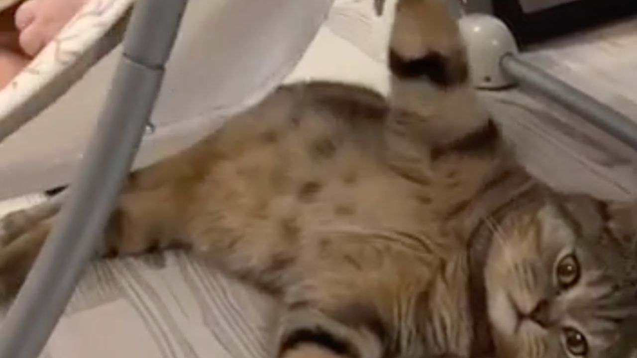 un gatto culla il suo amico