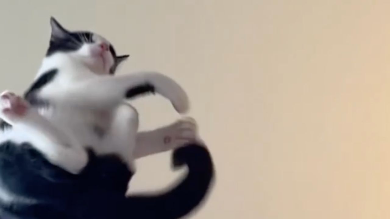 un padrone fa volare il gatto 