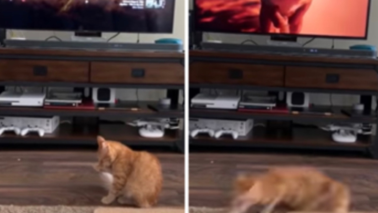 Gatto scappa dal la tv