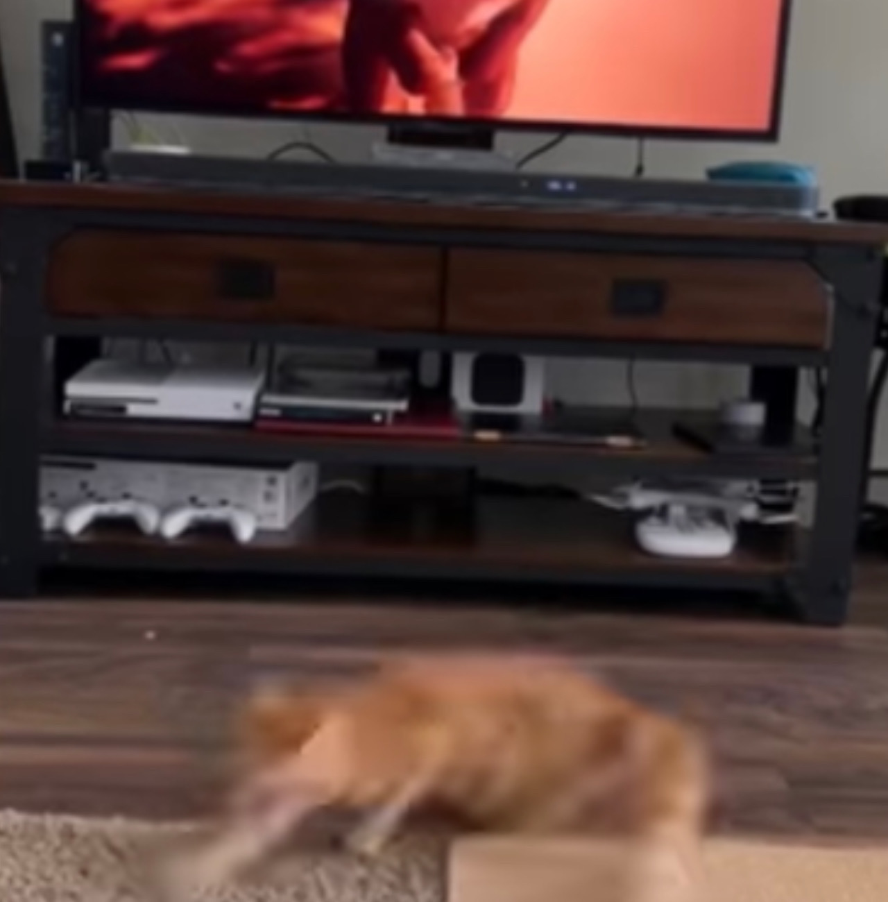 Gatto scappa dalla tv
