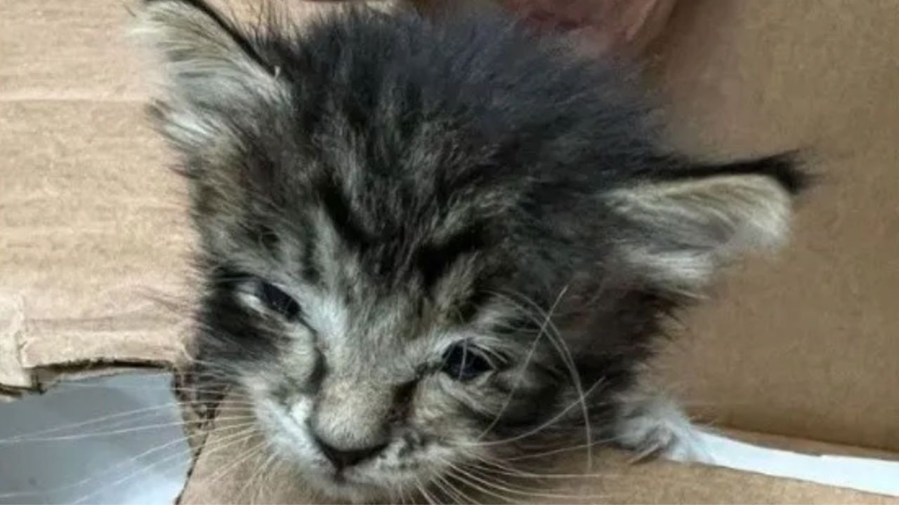 un ragazzo trova un gattino abbandonato 