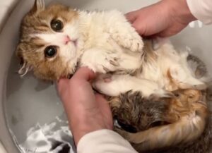 Una padrona fa il bagno al gatto con gli occhi più dolci del mondo (VIDEO)
