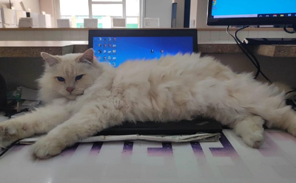 gatto sul computer