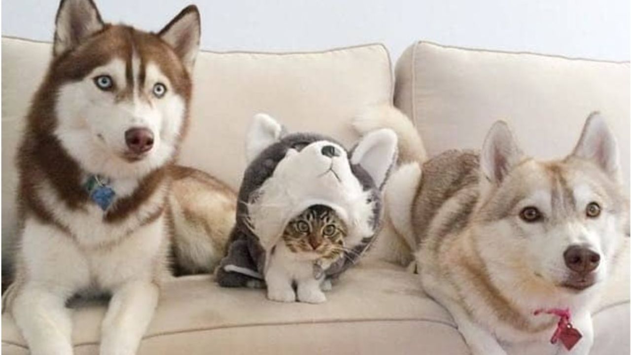 due cani e un gatto sul divano