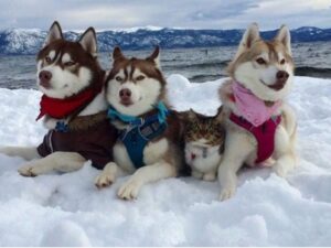 cani e gatto sulla neve
