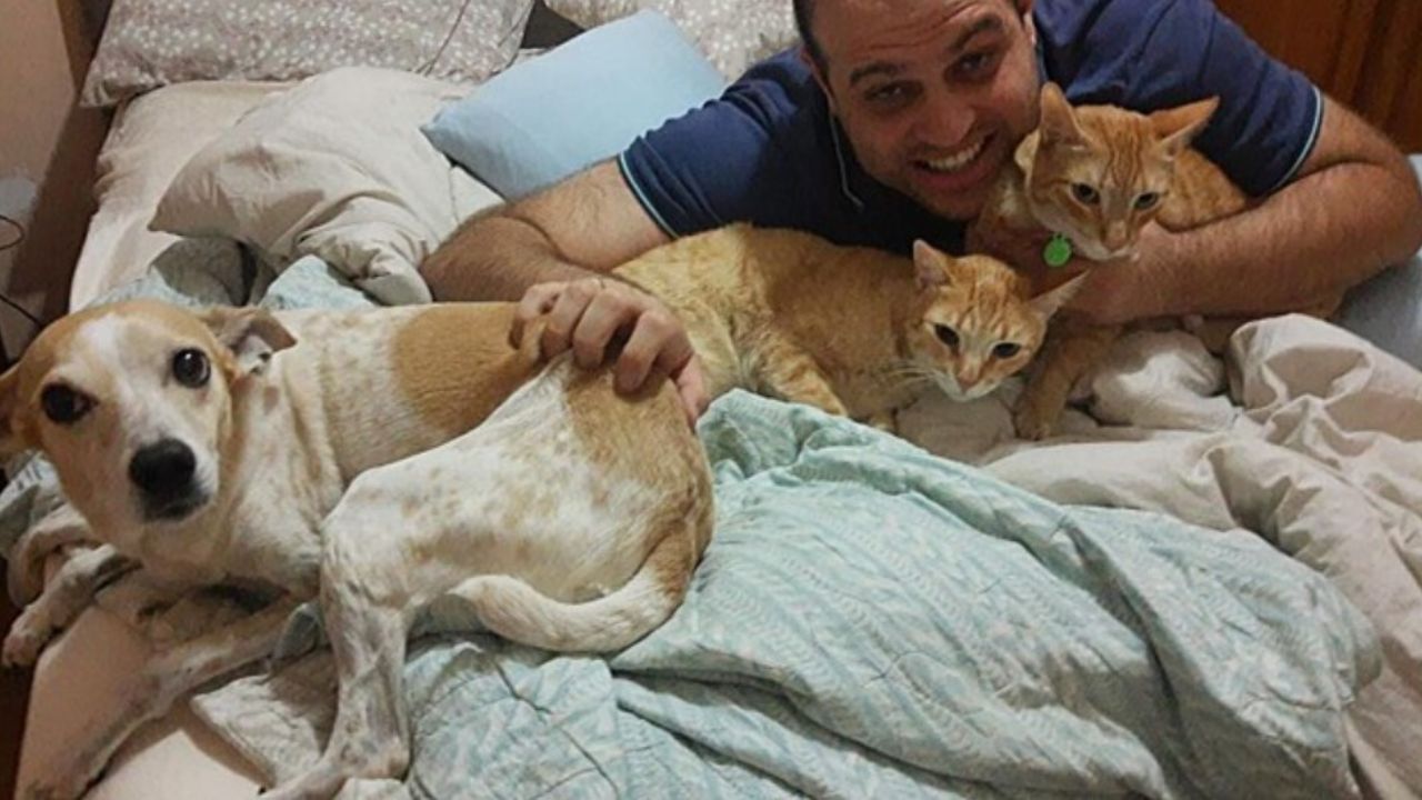 animali insieme sul letto 