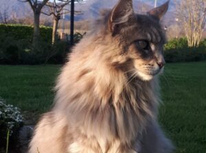 Bellazoia, l’apprensione per lo smarrimento di Zaffiro, un gatto Maine Coon disperso da settimane