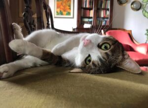 Brescia, smarrito micio di nome Gin, questo gatto europeo di 2 anni potrebbe essere finito ovunque