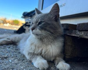 Cagliari, disperso il gatto Paci, le richieste d’aiuto per giungere al suo ritrovamento sono molteplici