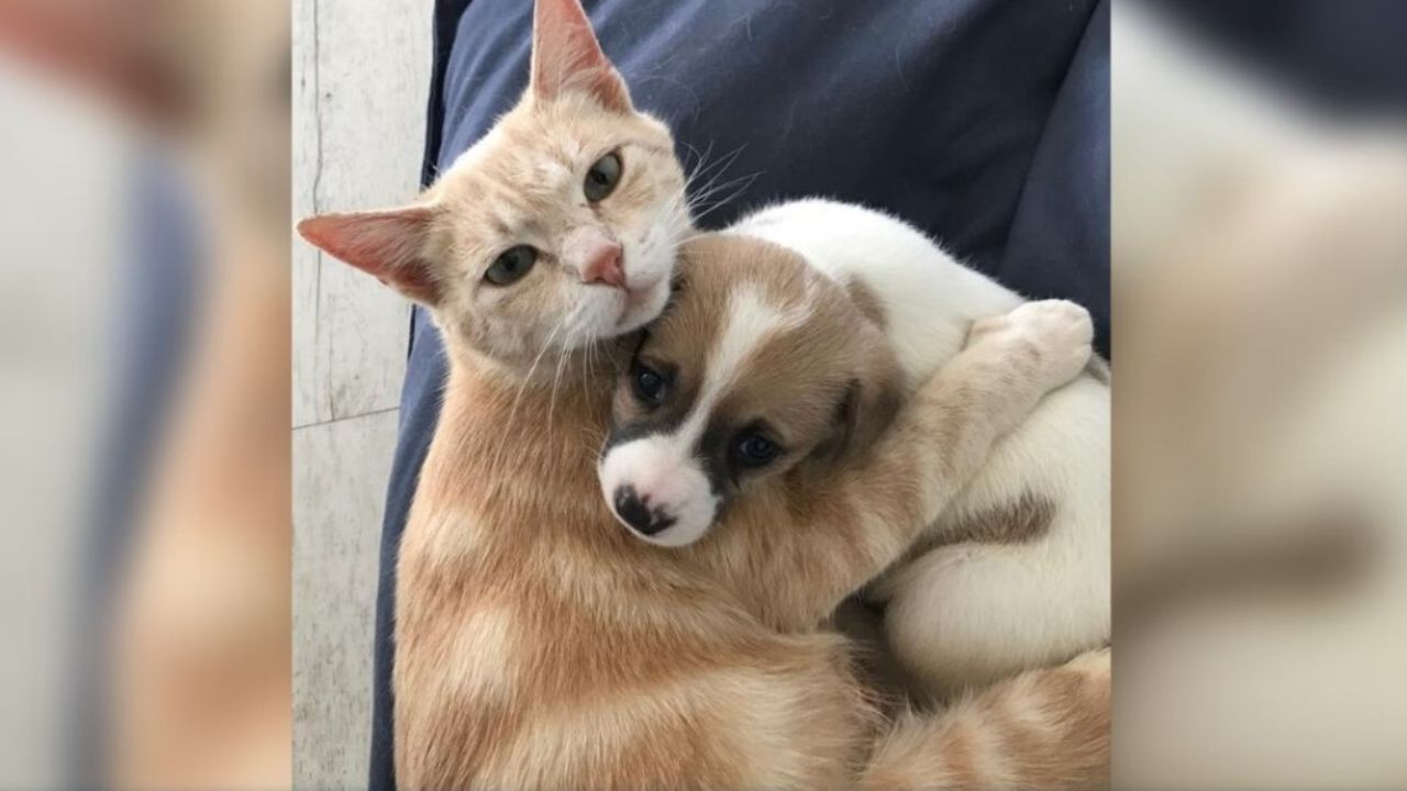 animali abbracciati sul divano 