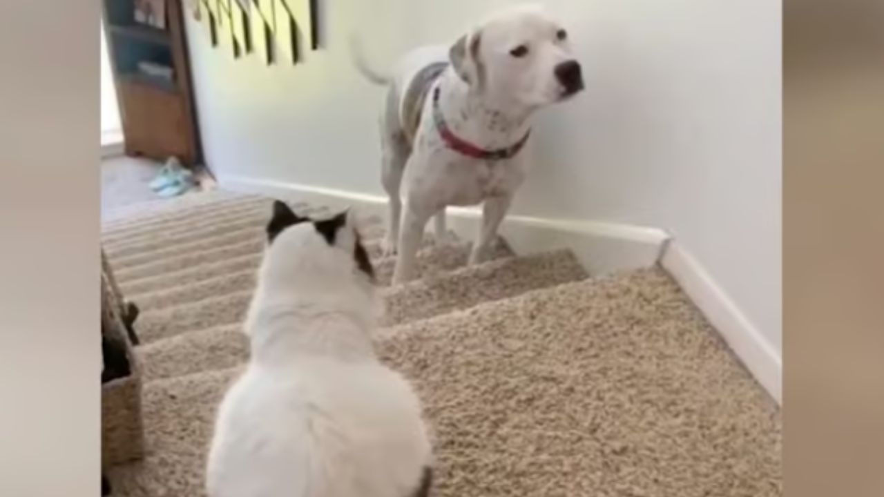 cane e gatto che si guardano