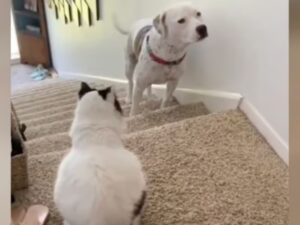 gatto e cane sulla moquette