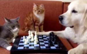 sfida a scacchi