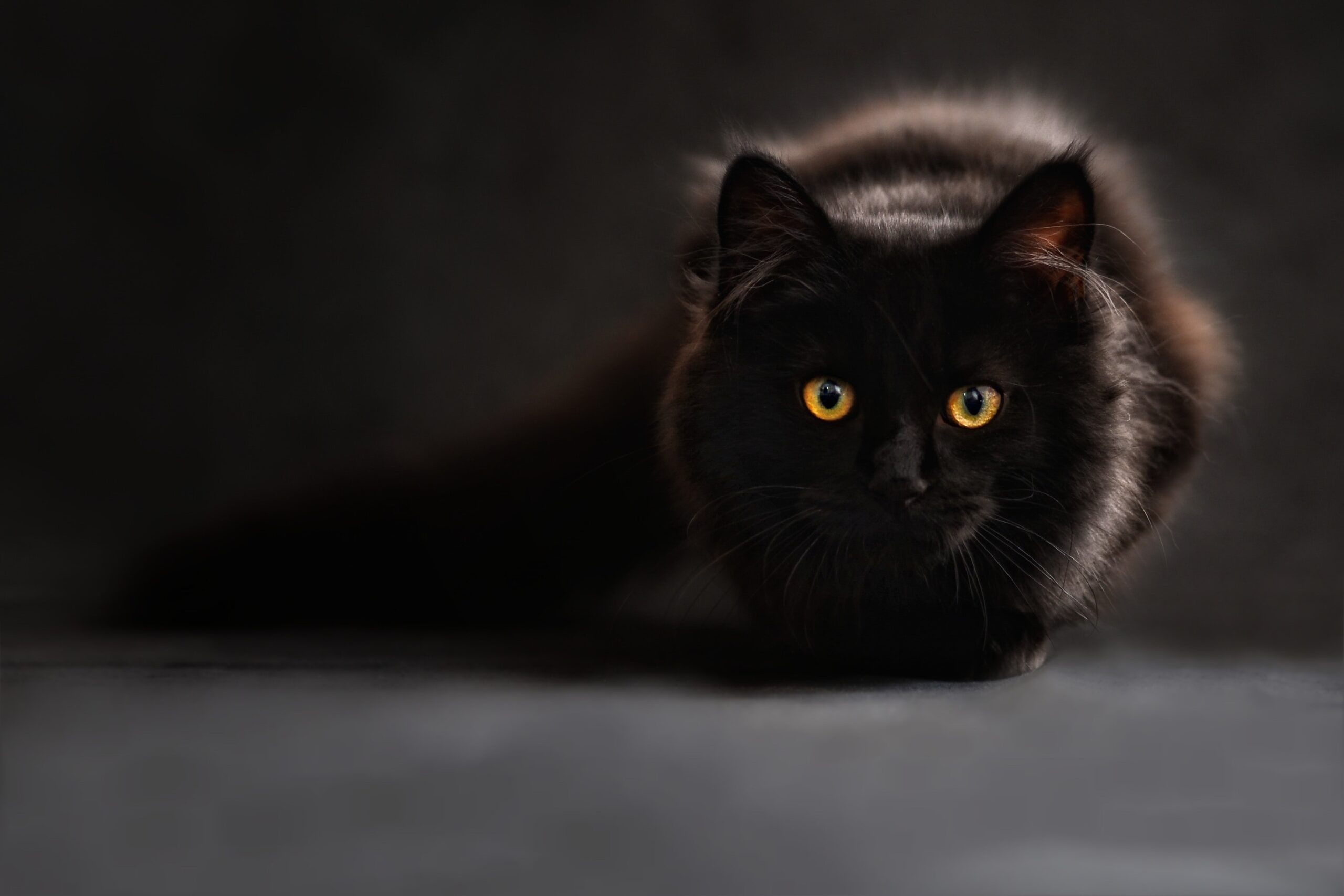 gatto nero accucciato