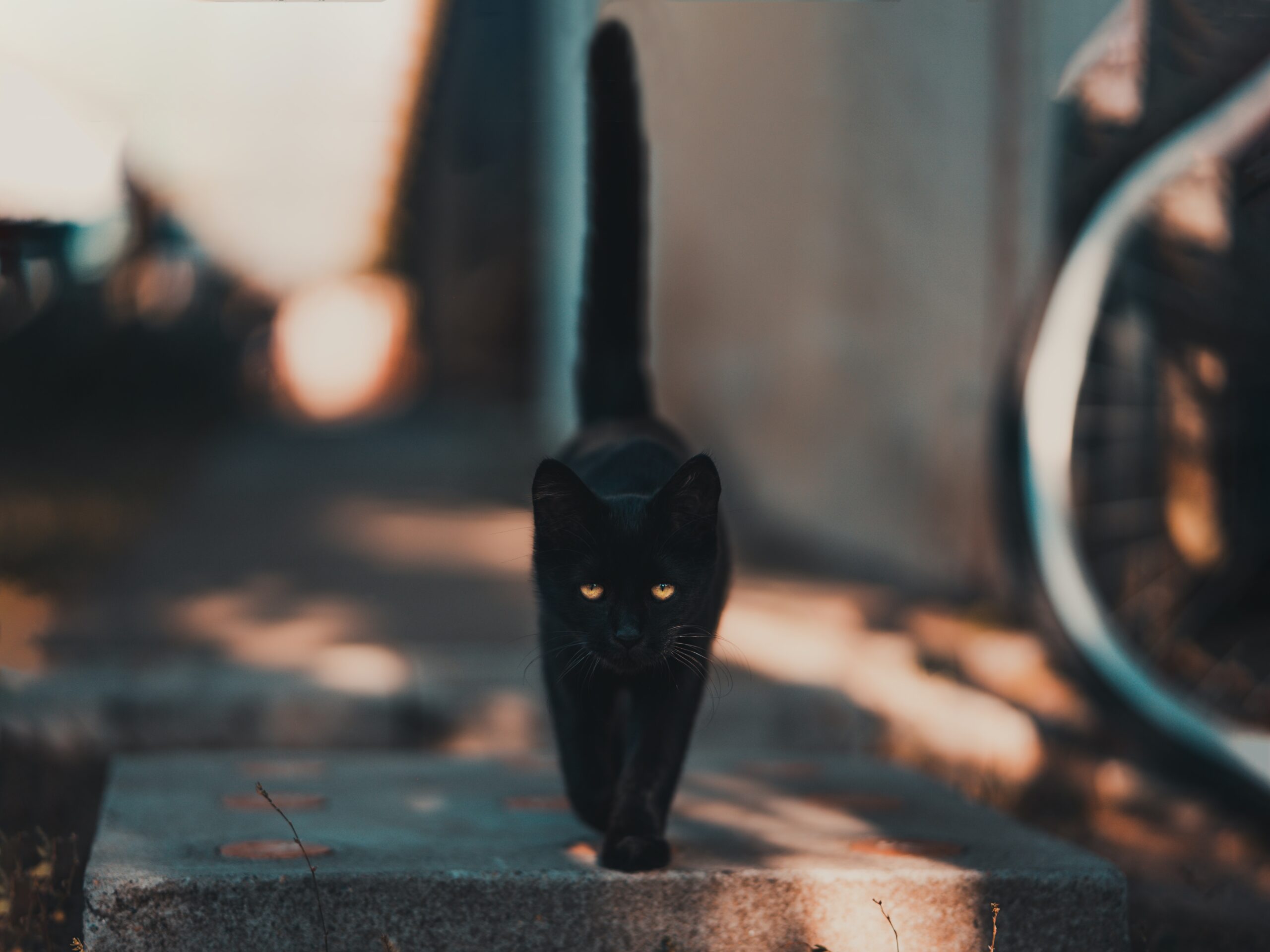gatto nero che cammina
