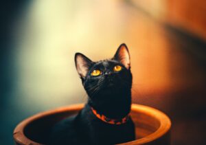 gatto nero dentro vaso
