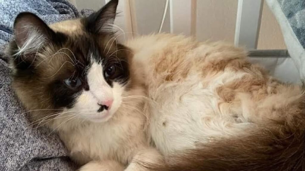 gatto simil ragdoll pelo semi lungo