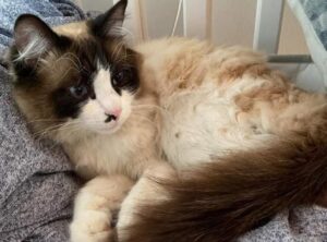 Castelletto Ticino, micio simil Ragdoll si da alla fuga dopo esser balzato giù dal trasportino, il gatto è disperso nel bosco