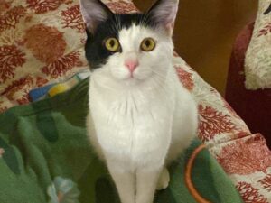 Castelnuovo di Porto, Arturo non c’è più, smarrito questo piccolo gatto bianco e nero