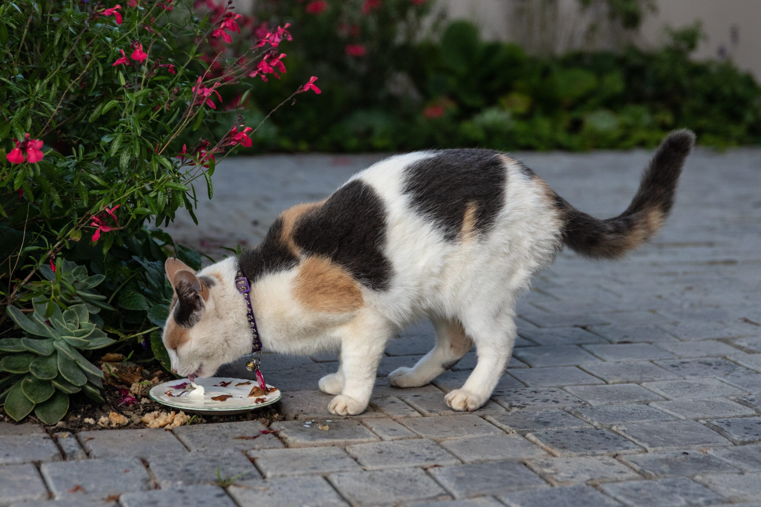 gatto che si nutre