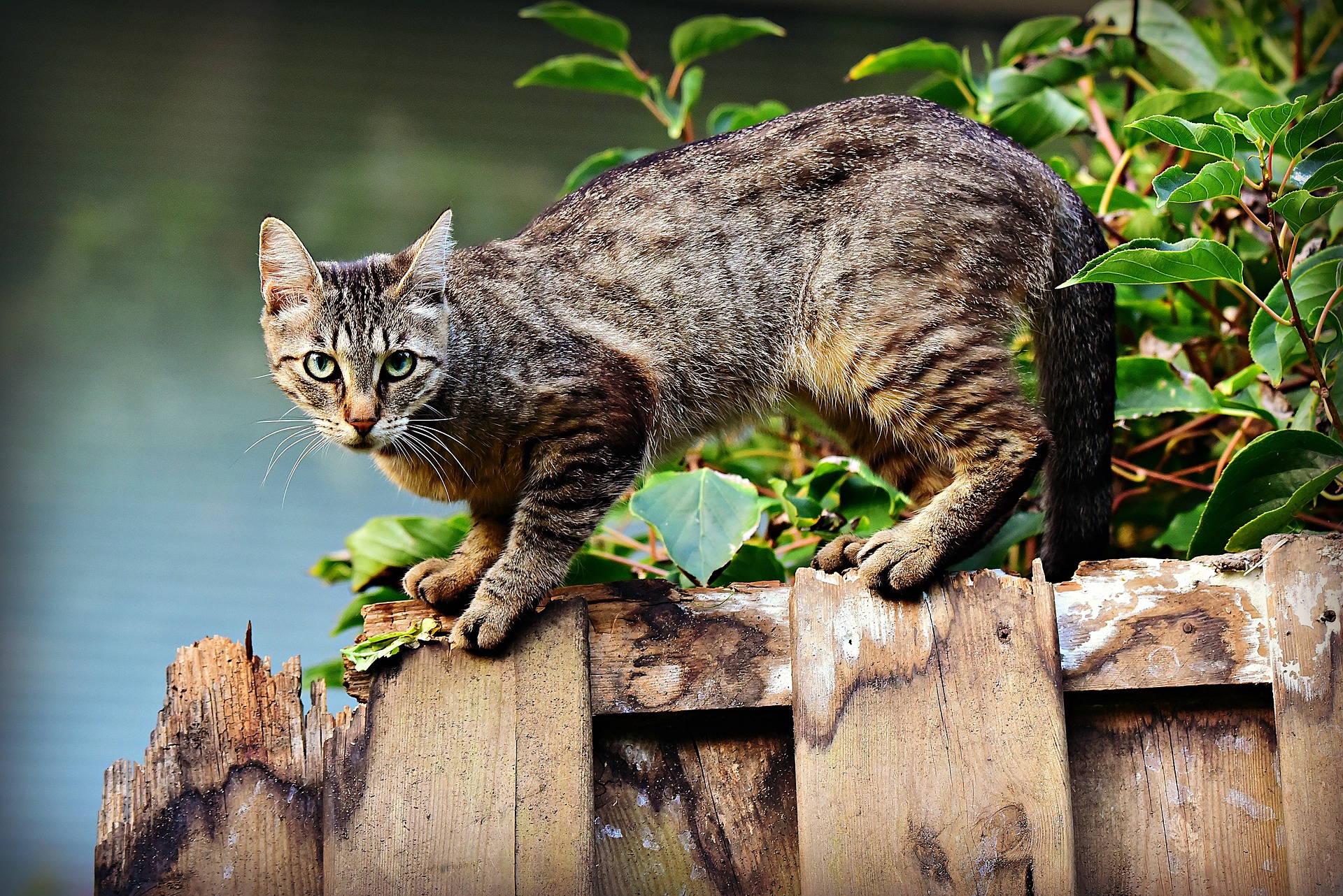 gatto in posizione di difesa