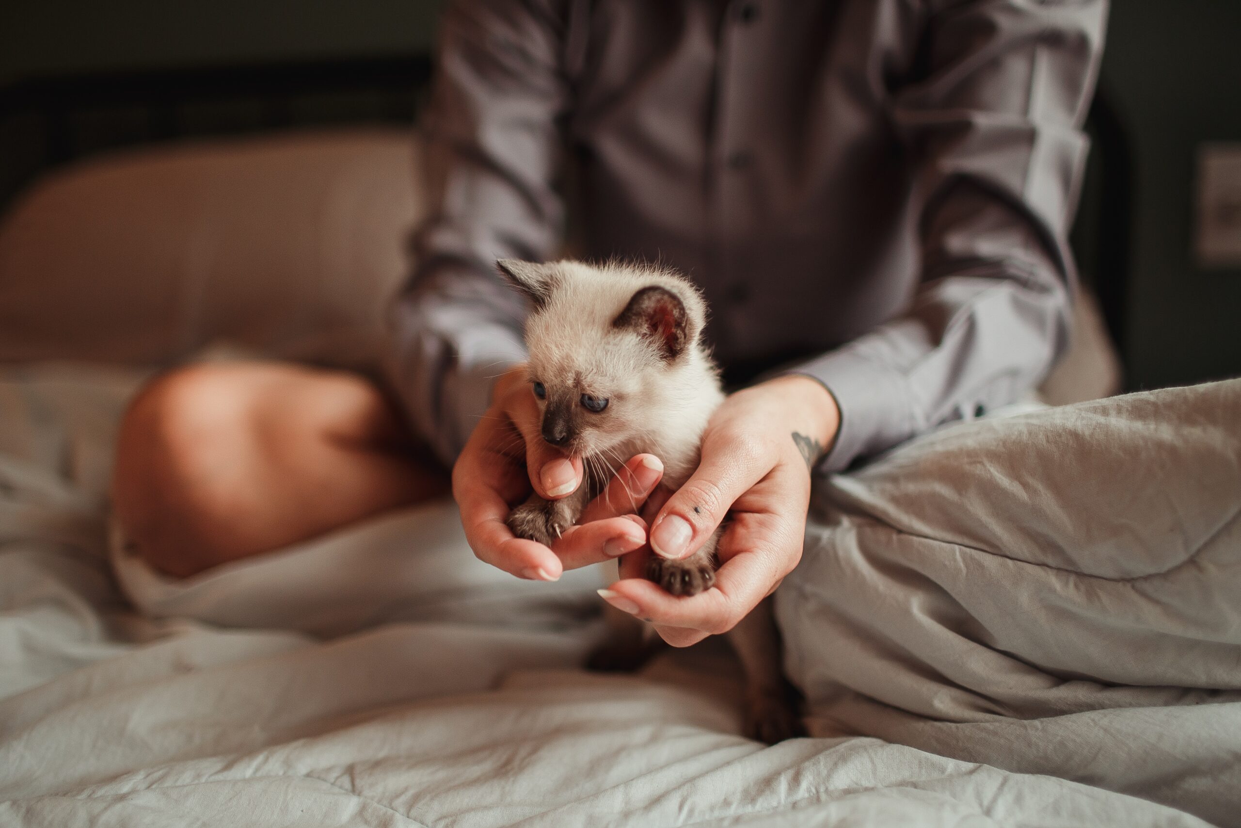 gattino sul letto