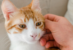 coccolare il gatto