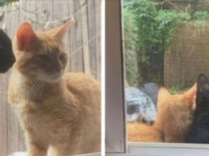 Due gatti bussano alla porta di una casa: cercavano un luogo per fare la cosa più bella