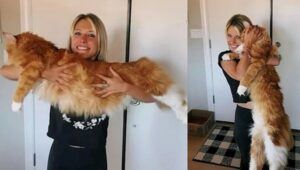 Un gatto gigante di nome Finn fa impazzire il web grazie alla sua morbidezza