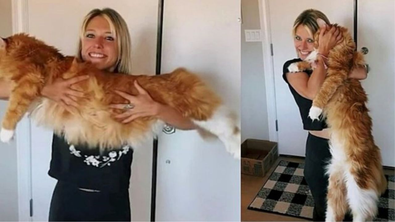 Un gatto gigante di nome Finn