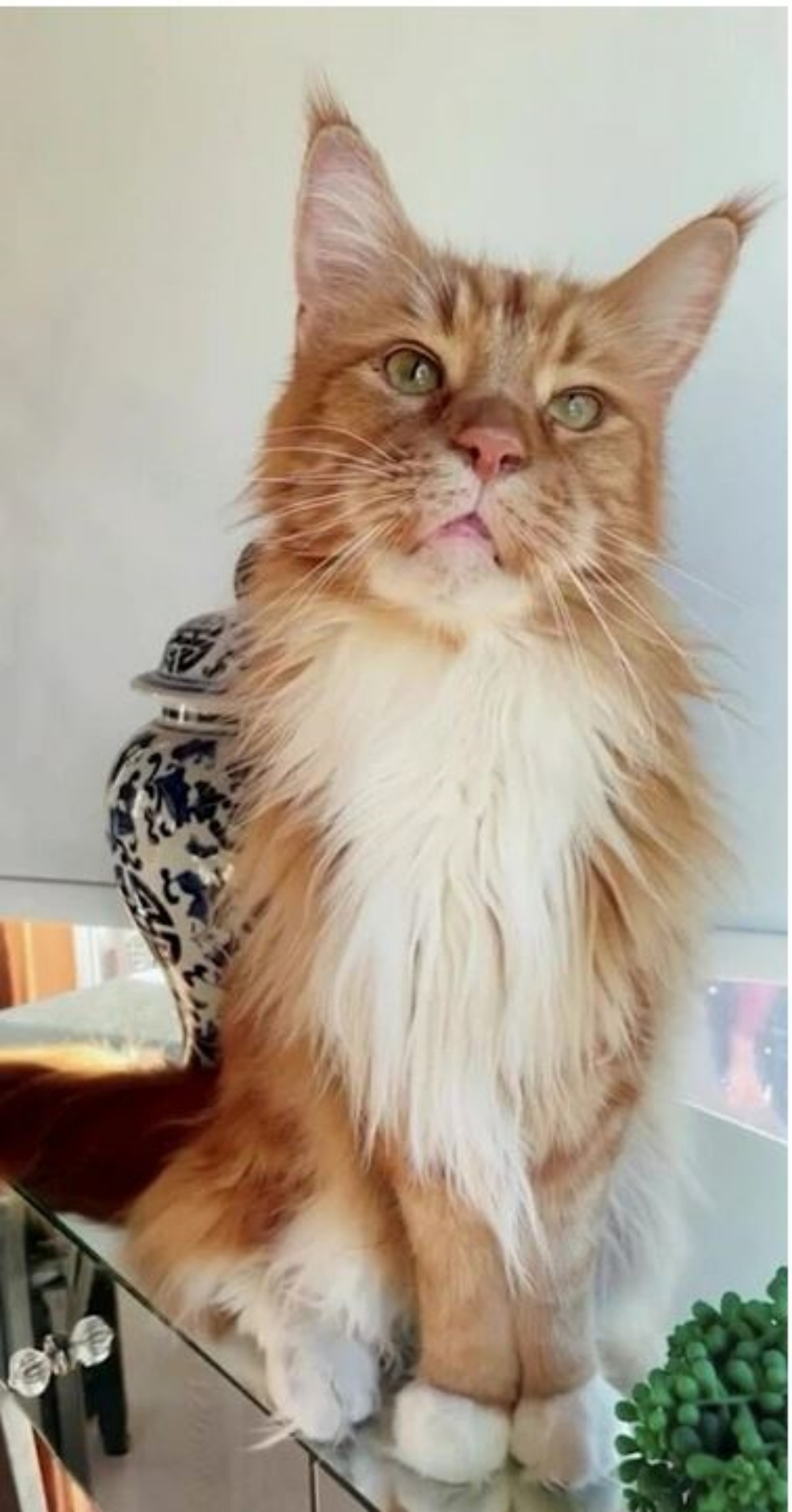 Un gatto Maine Coon di nome Finn