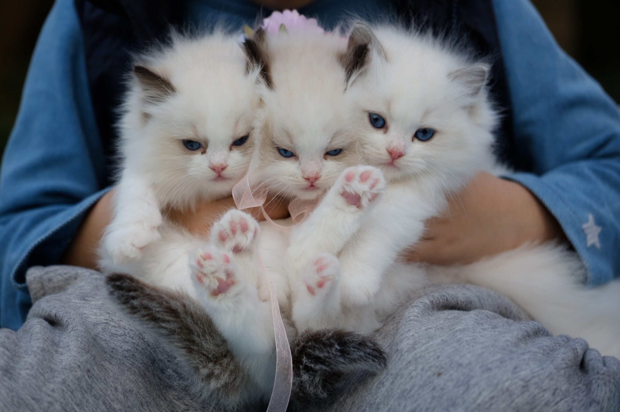 cuccioli di gatto