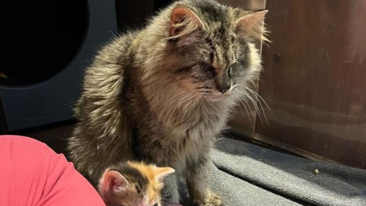 gatta grigia seduta con cuccioli