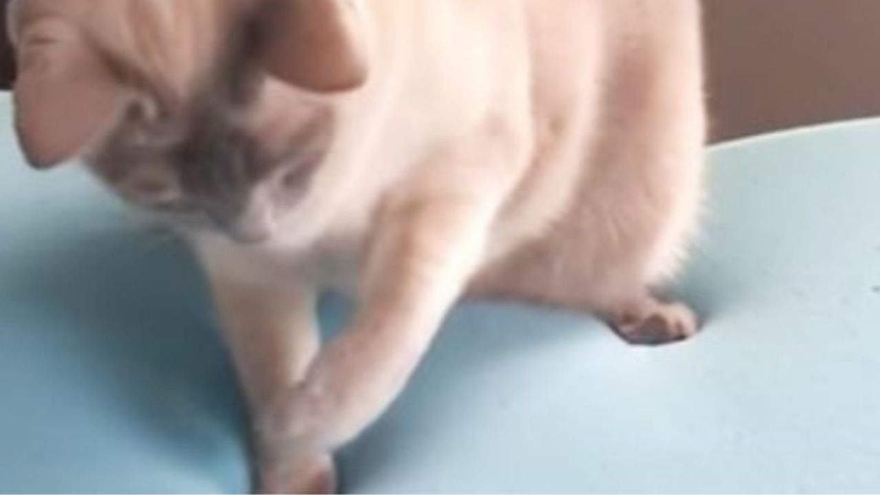 Un gatto su un materasso in memory foam
